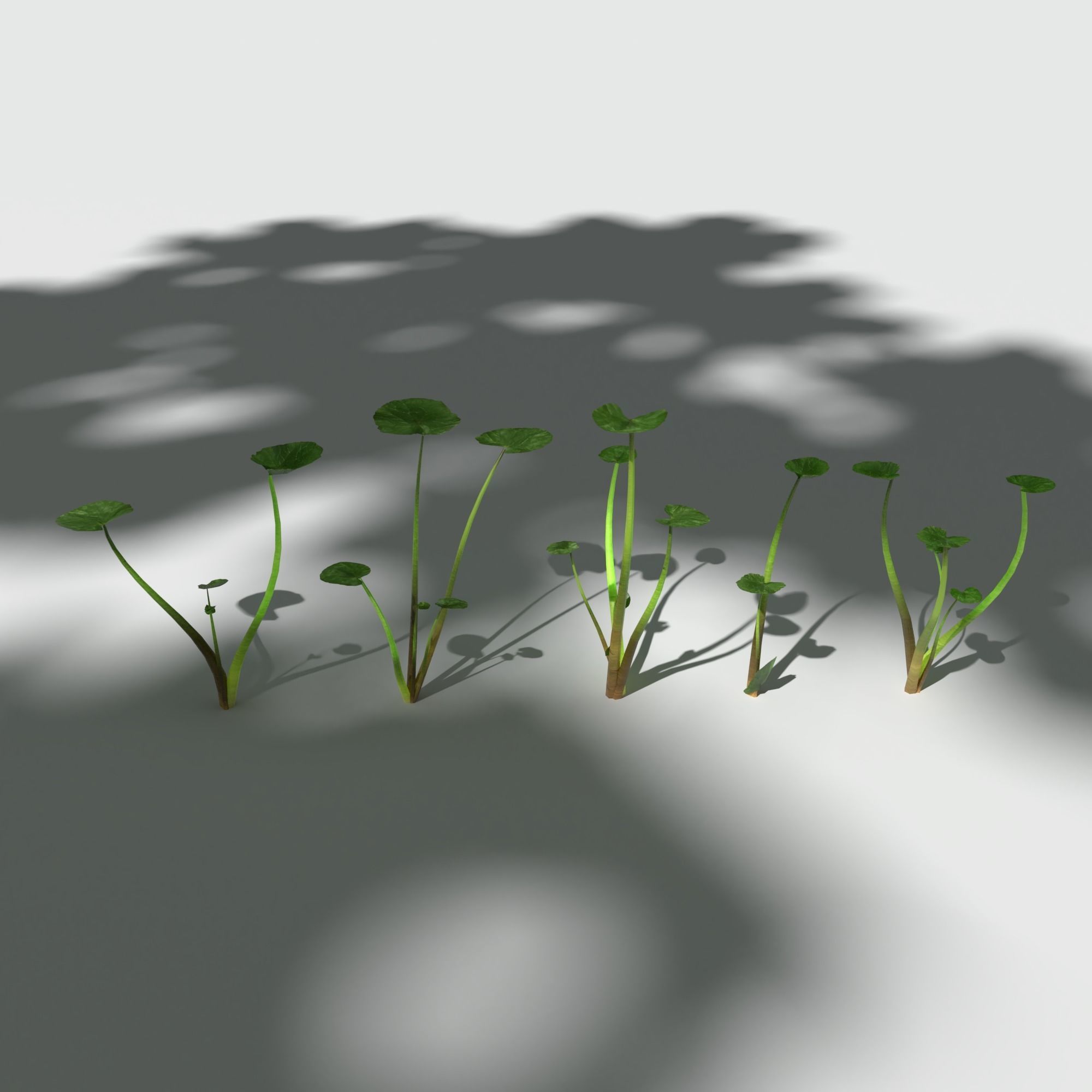 Fig Buttercup Low-poly 3D model_5