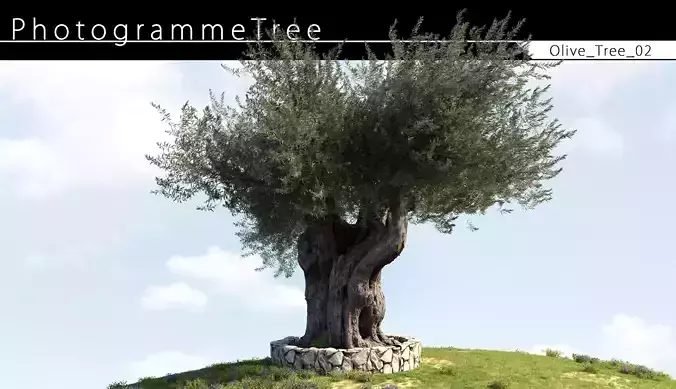 Olive Tree 02