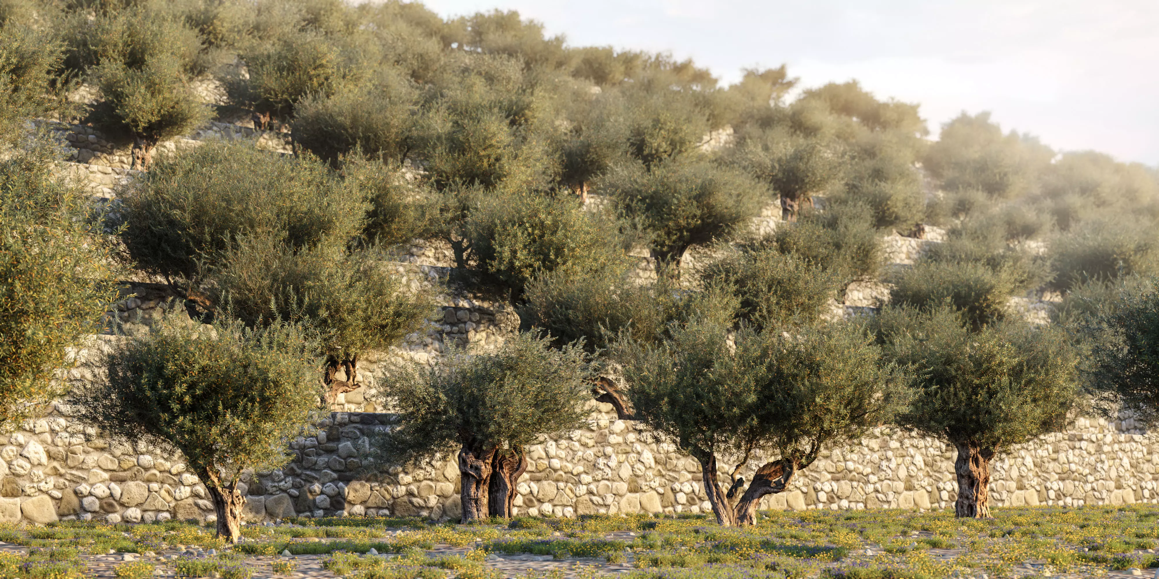 Olive Tree X 5 Pack 3D model