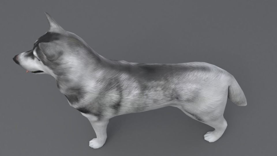 Husky dog Low-poly 3D model_10