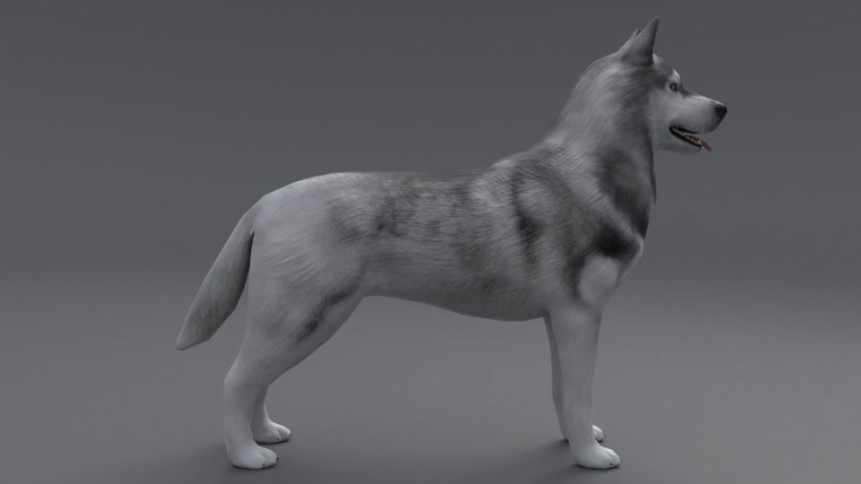 Husky dog Low-poly 3D model_6