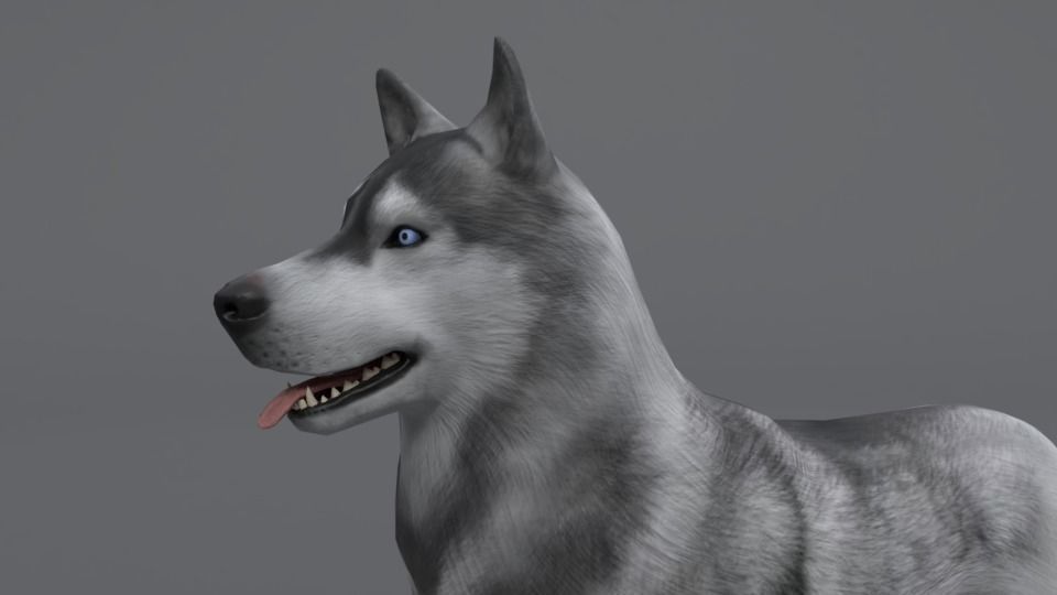 Husky dog Low-poly 3D model_8