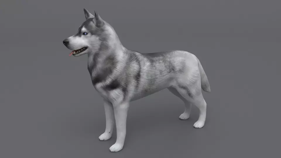 Husky dog Low-poly 3D model_0