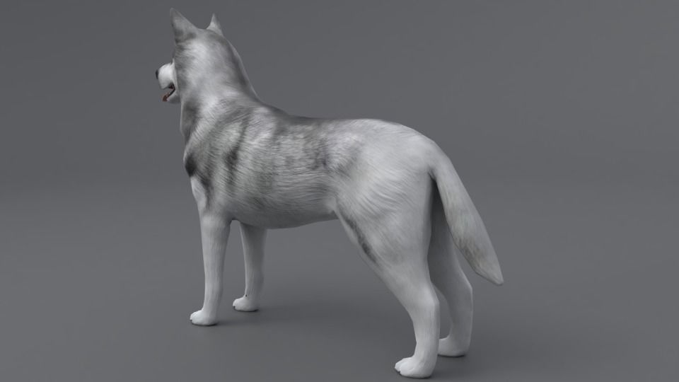 Husky dog Low-poly 3D model_4
