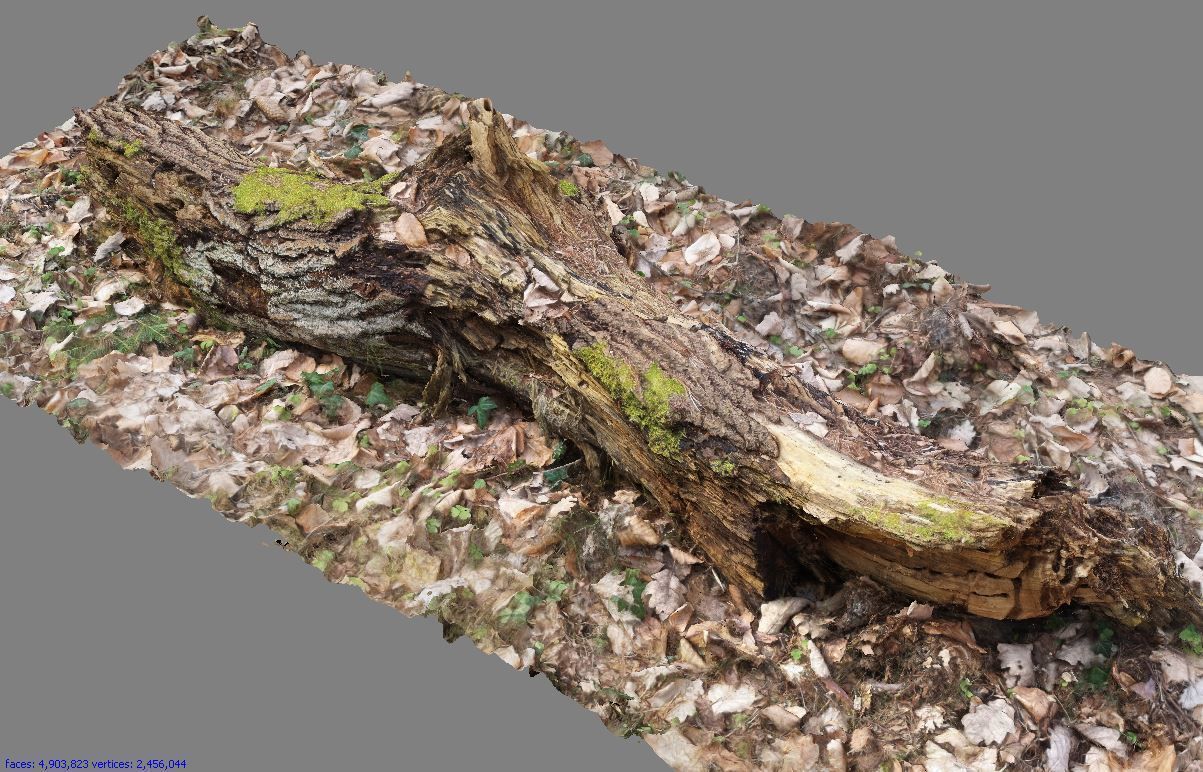 Wood Log 3D model_1