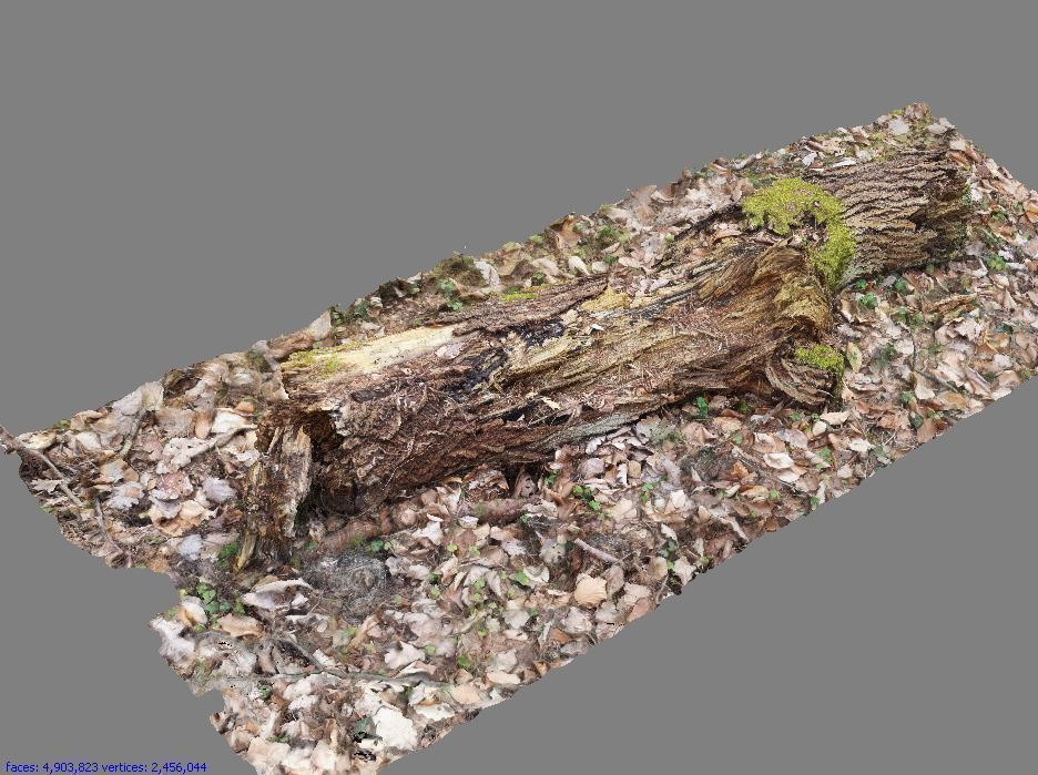Wood Log 3D model_2