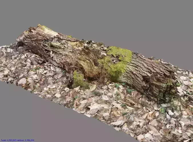 Wood Log