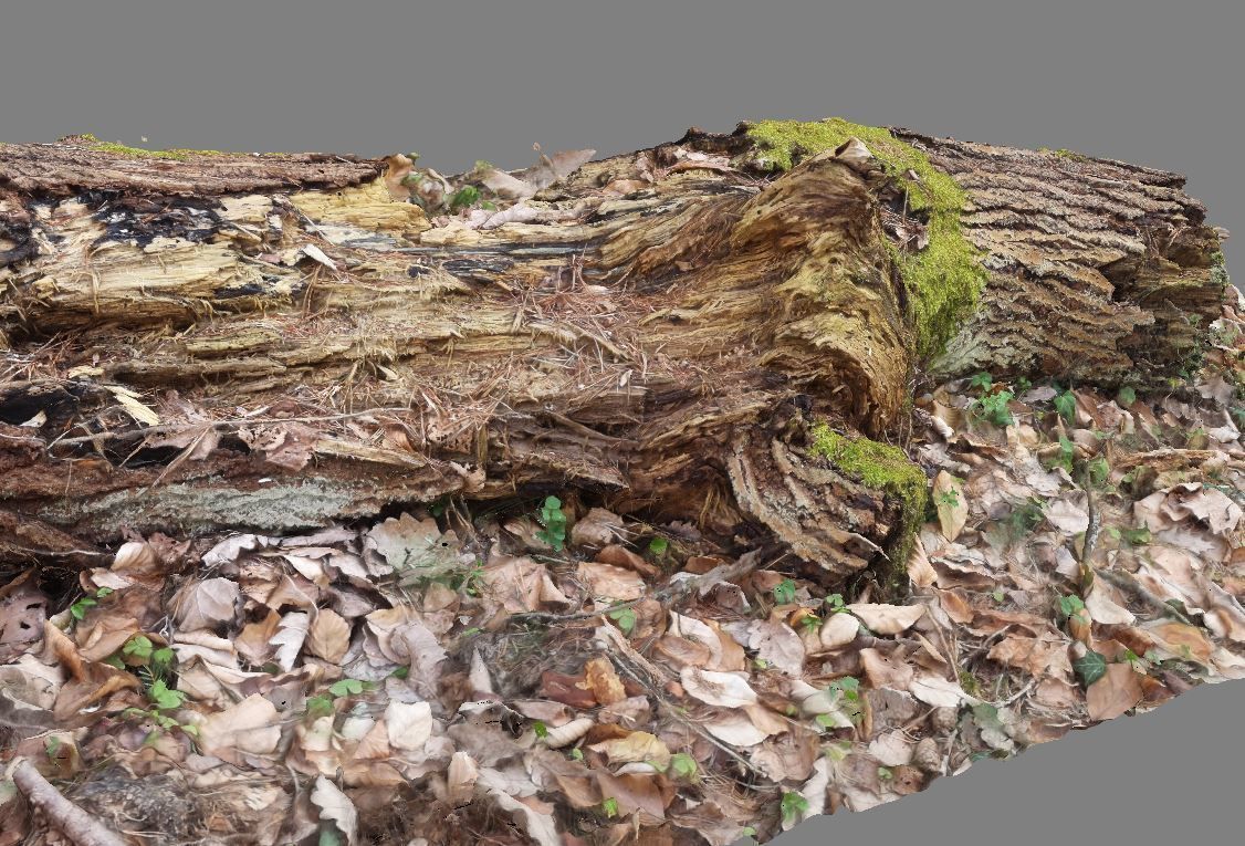 Wood Log 3D model_5