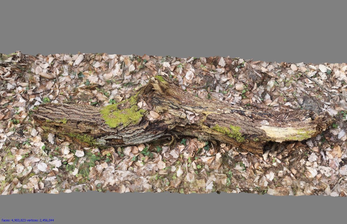 Wood Log 3D model_4