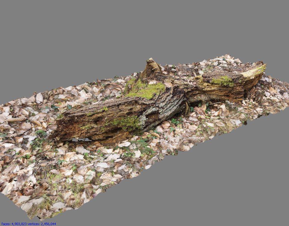 Wood Log 3D model_3