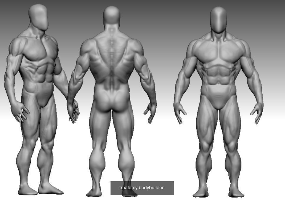 bodybuilder x different body types 3D Model Collection_7