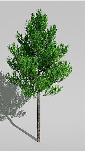 Realistic tree pine Low-poly 3D model