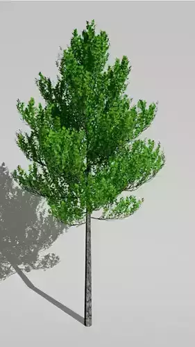 Realistic tree pine Low-poly 3D model