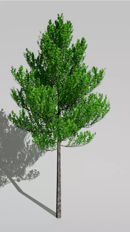 Realistic tree pine Low-poly 3D model_0