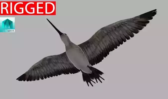 Snipe bird in flight