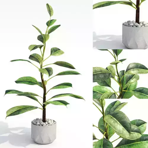 green home plant