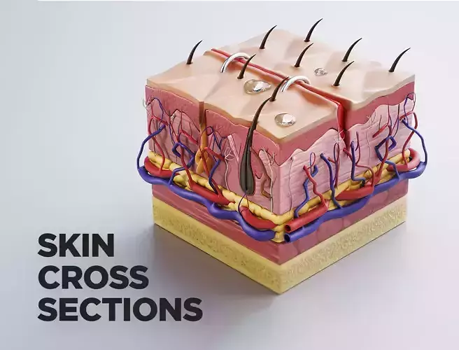 Skin cross sections-damaged skin-cut skin- with 4K textures 3D model