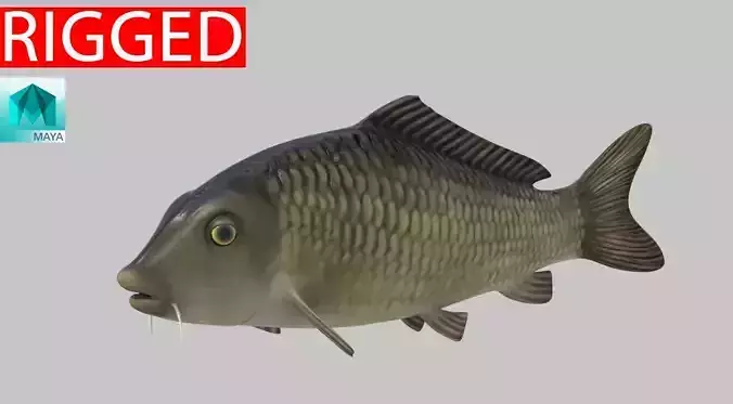 river Fish  3D model