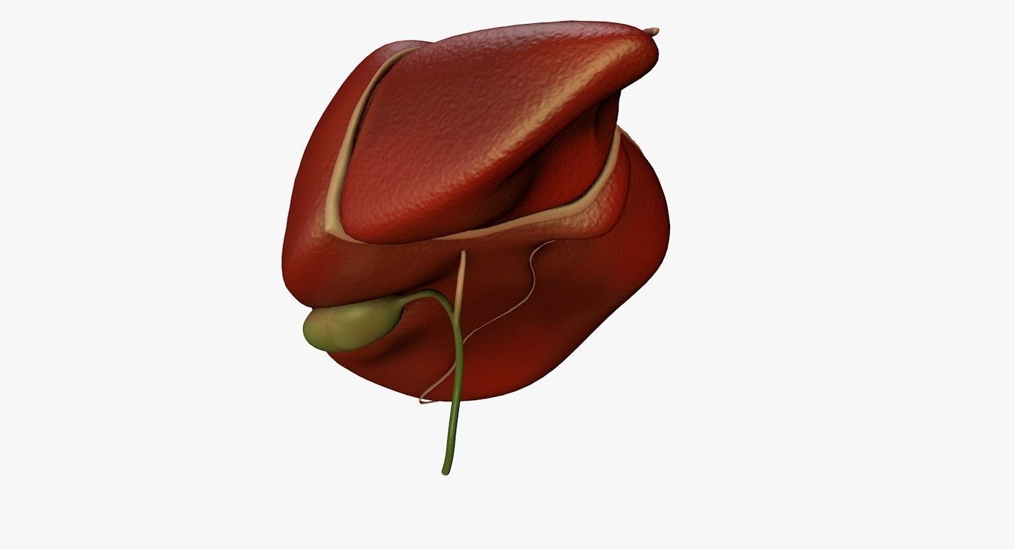 Liver and Bile Duct - Medically Accurate Hepatobiliary System 3D print model_22