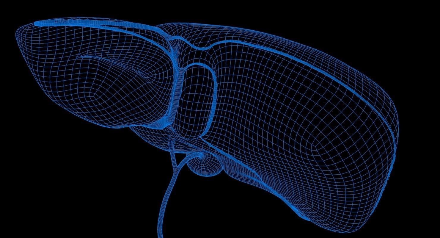 Liver and Bile Duct - Medically Accurate Hepatobiliary System 3D print model_42