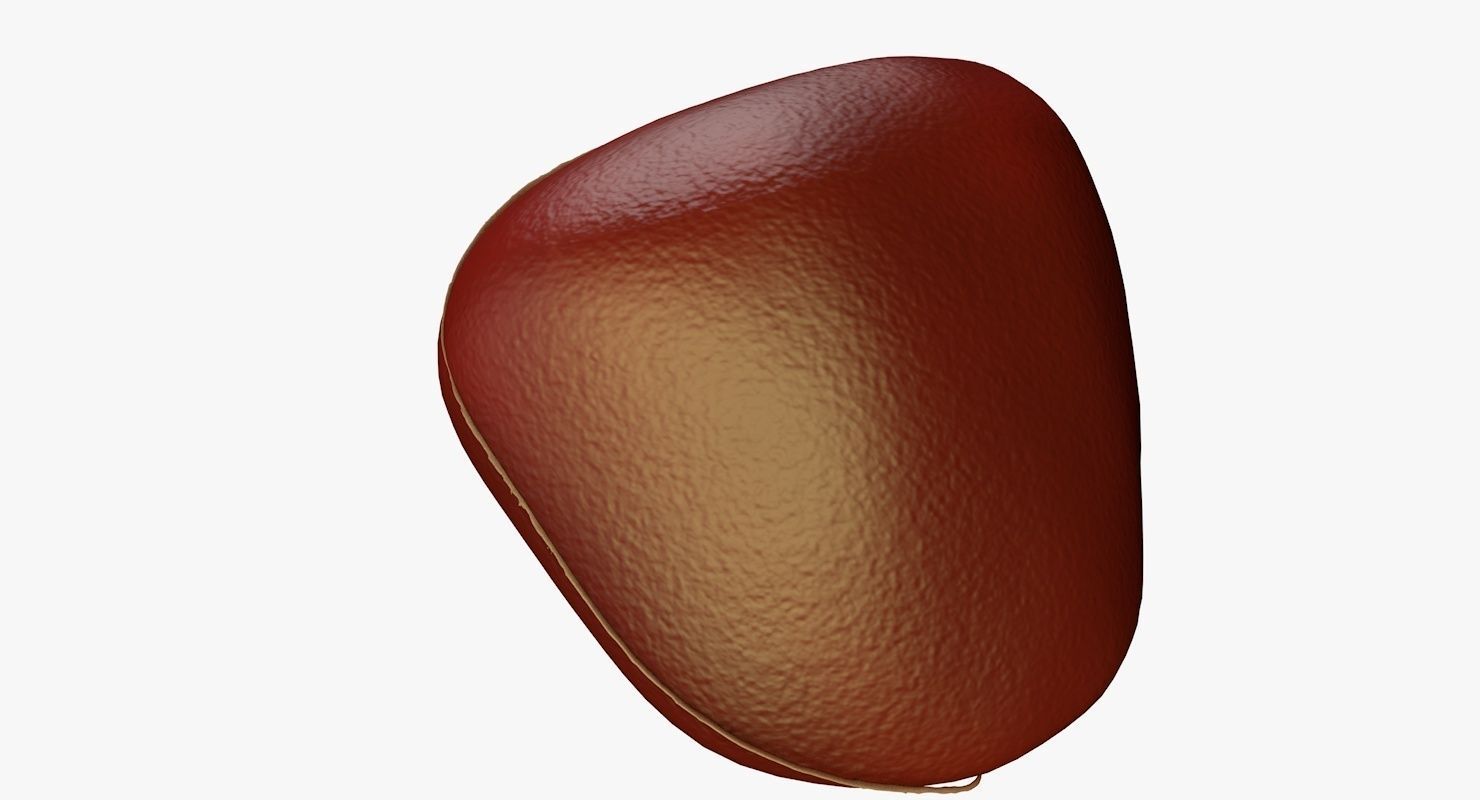 Liver and Bile Duct - Medically Accurate Hepatobiliary System 3D print model_14