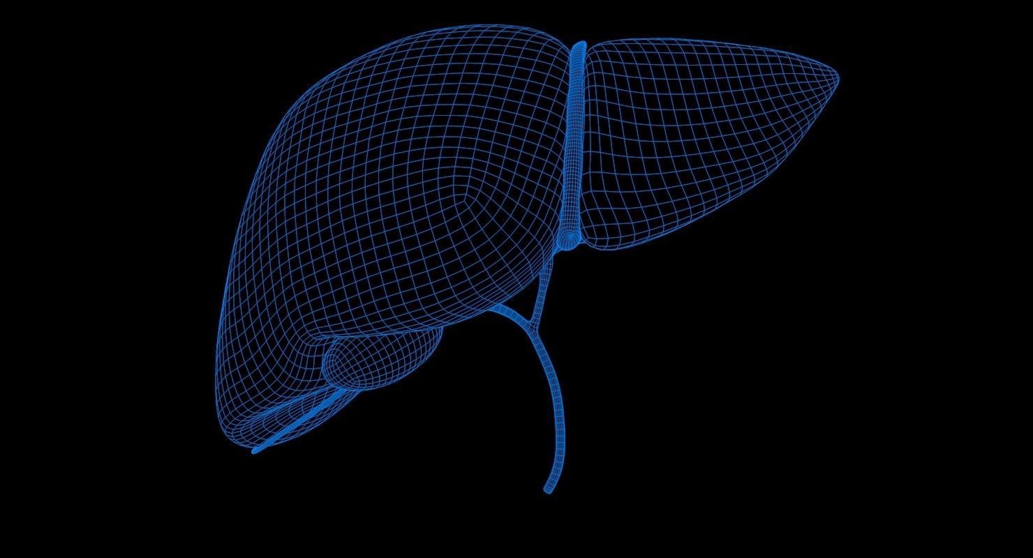 Liver and Bile Duct - Medically Accurate Hepatobiliary System 3D print model_30