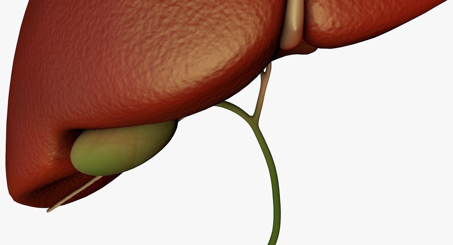 Liver and Bile Duct - Medically Accurate Hepatobiliary System 3D print model_29