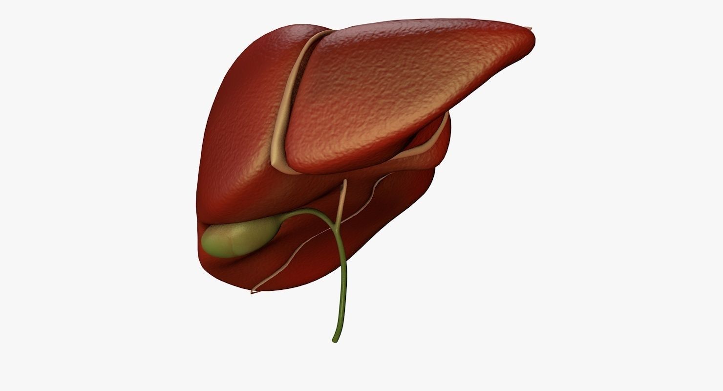 Liver and Bile Duct - Medically Accurate Hepatobiliary System 3D print model_9