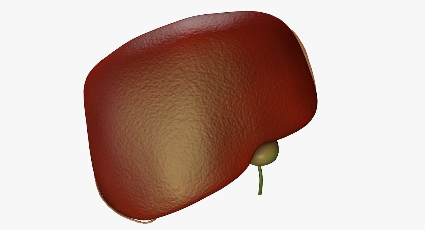 Liver and Bile Duct - Medically Accurate Hepatobiliary System 3D print model_38