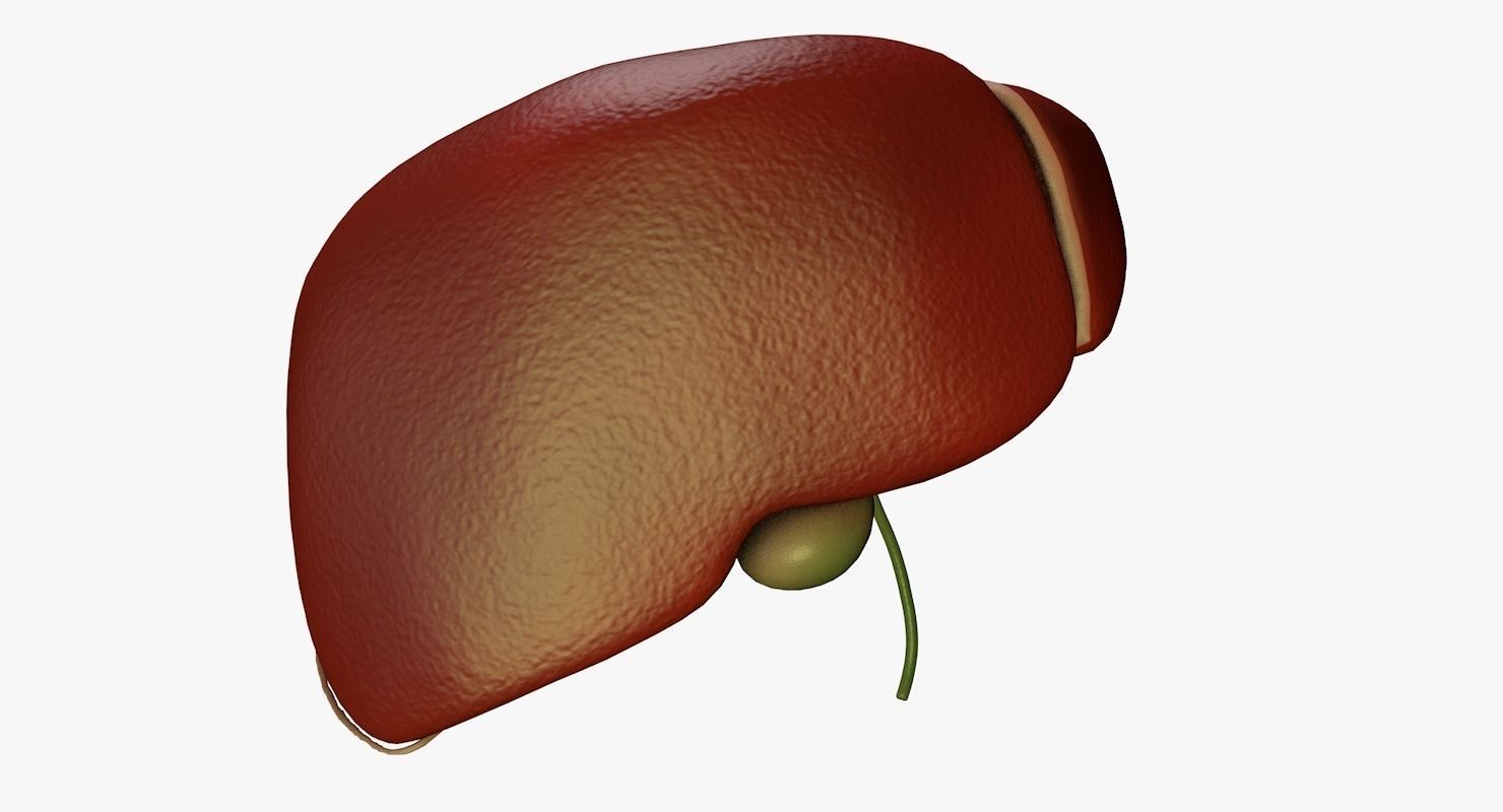 Liver and Bile Duct - Medically Accurate Hepatobiliary System 3D print model_3