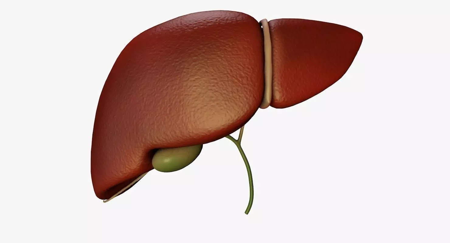 Liver and Bile Duct - Medically Accurate Hepatobiliary System 3D print model_0