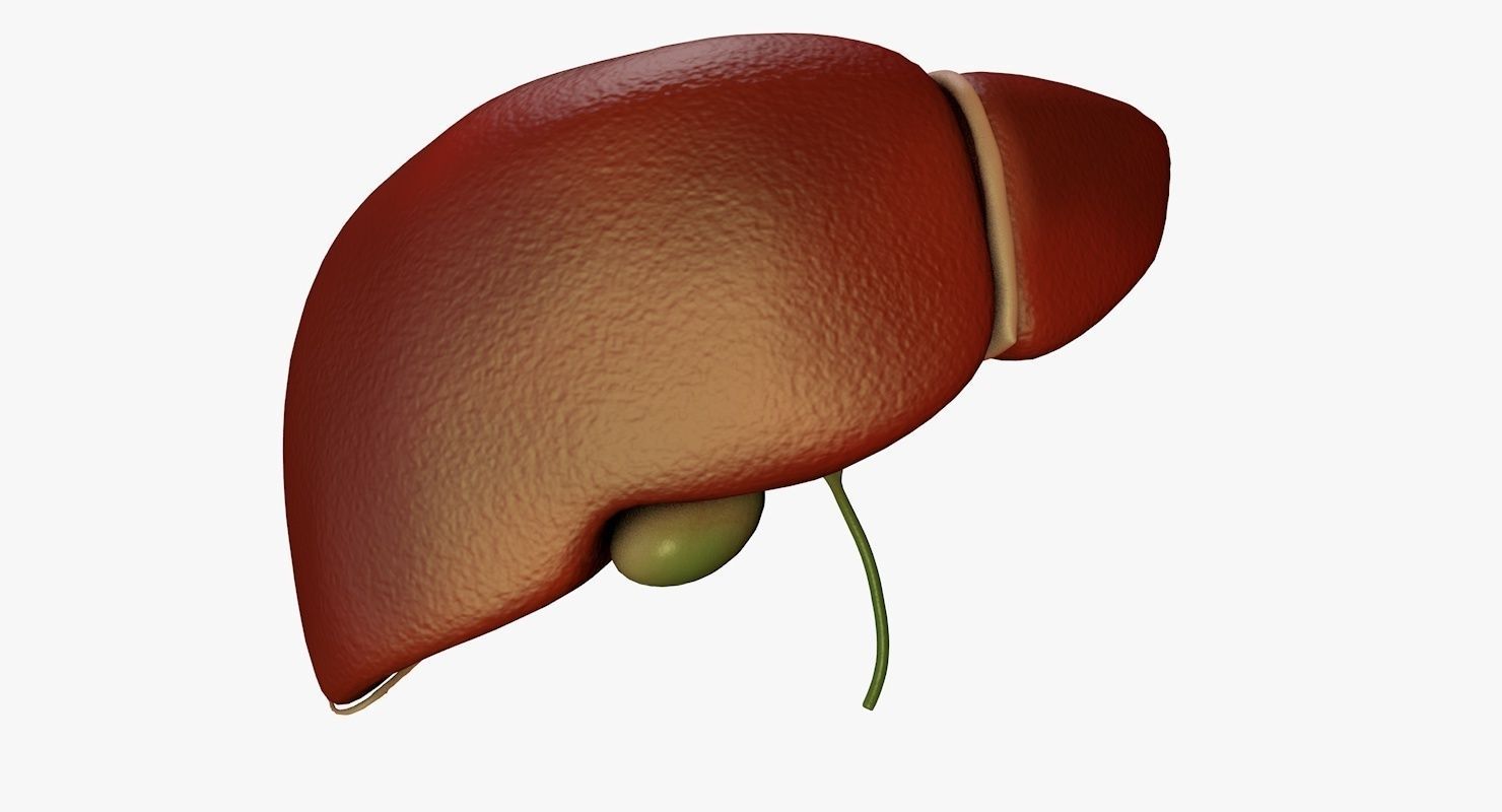 Liver and Bile Duct - Medically Accurate Hepatobiliary System 3D print model_2