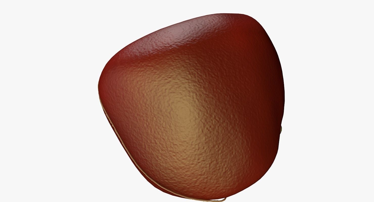 Liver and Bile Duct - Medically Accurate Hepatobiliary System 3D print model_36