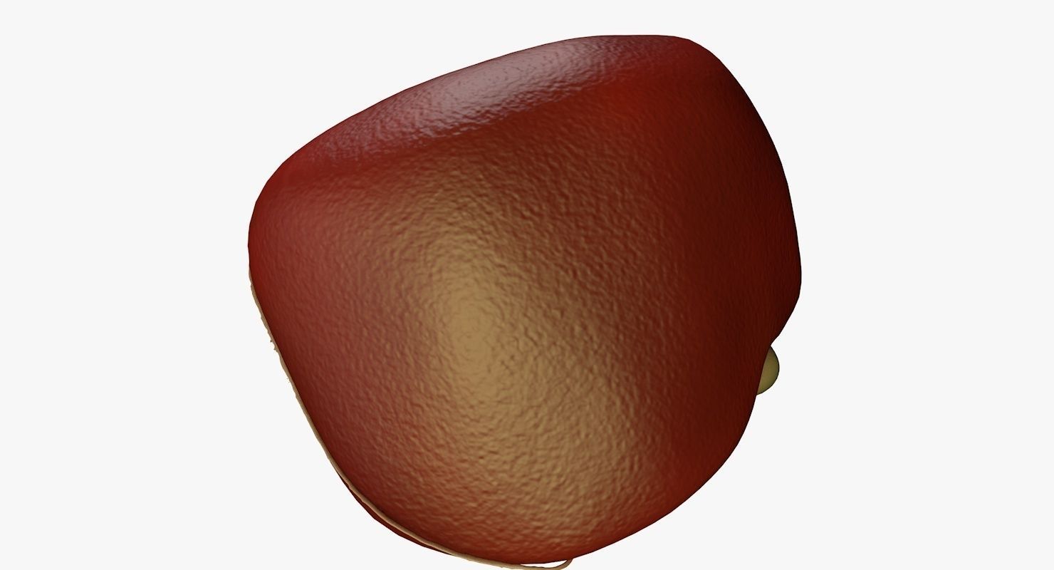 Liver and Bile Duct - Medically Accurate Hepatobiliary System 3D print model_40