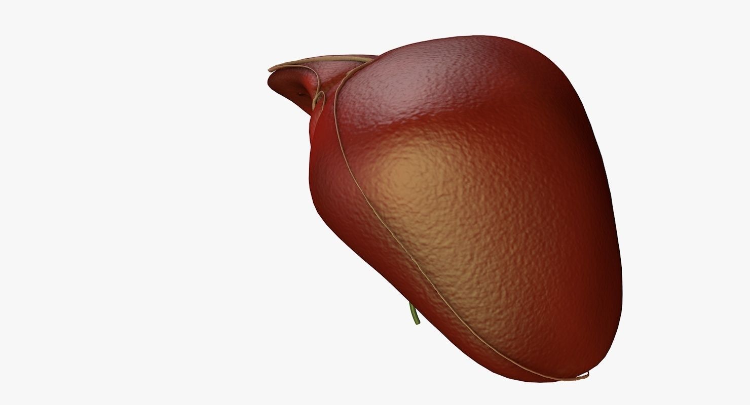 Liver and Bile Duct - Medically Accurate Hepatobiliary System 3D print model_23