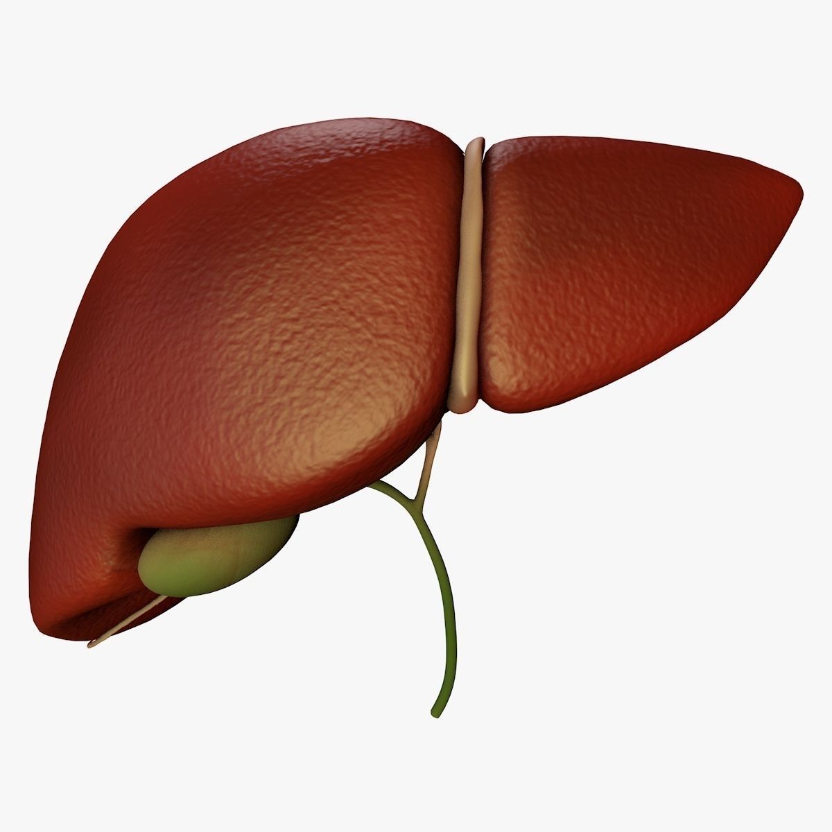 Liver and Bile Duct - Medically Accurate Hepatobiliary System 3D print model_32