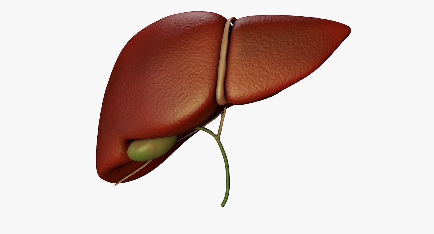 Liver and Bile Duct - Medically Accurate Hepatobiliary System 3D print model_17
