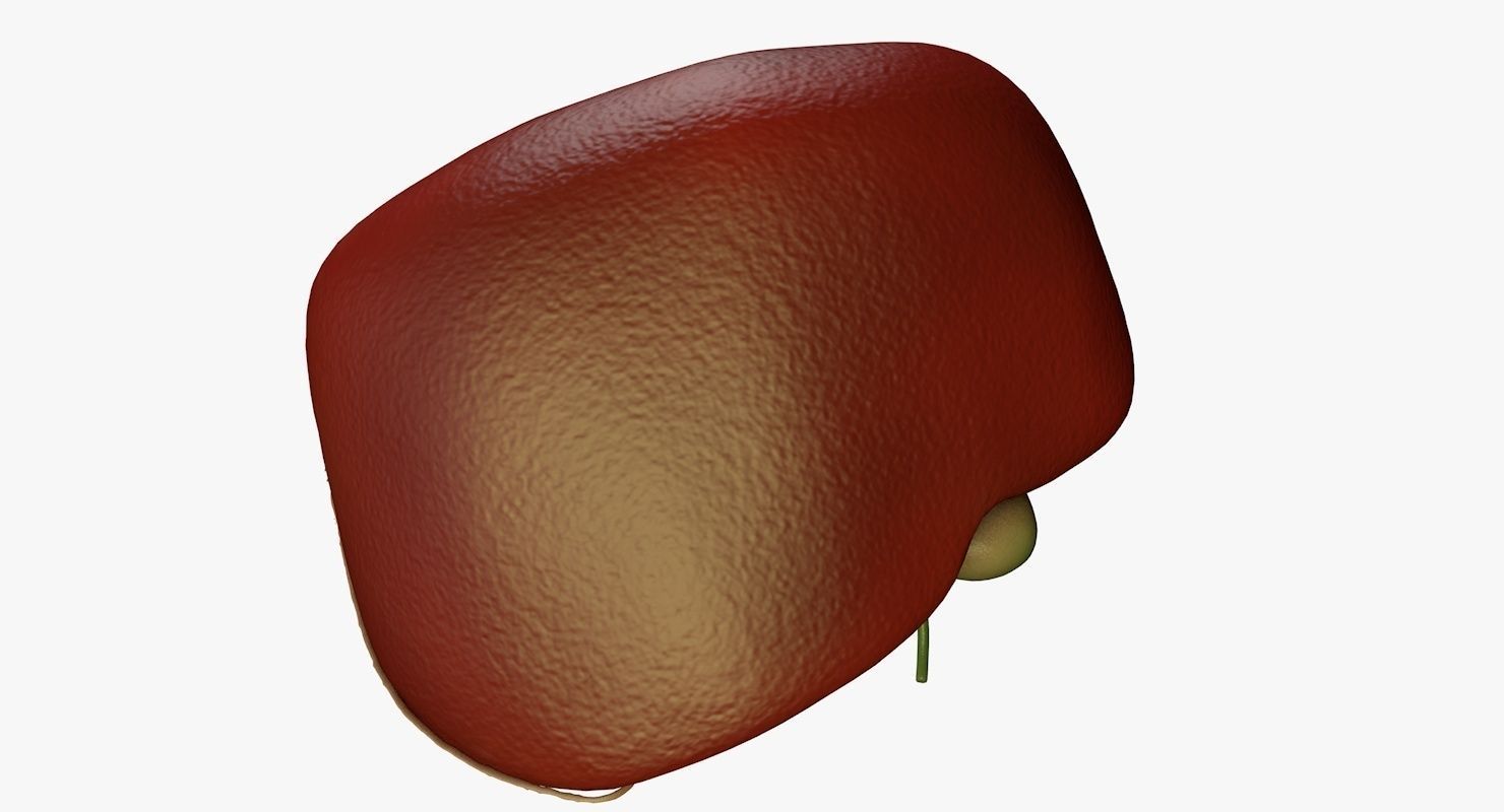 Liver and Bile Duct - Medically Accurate Hepatobiliary System 3D print model_5
