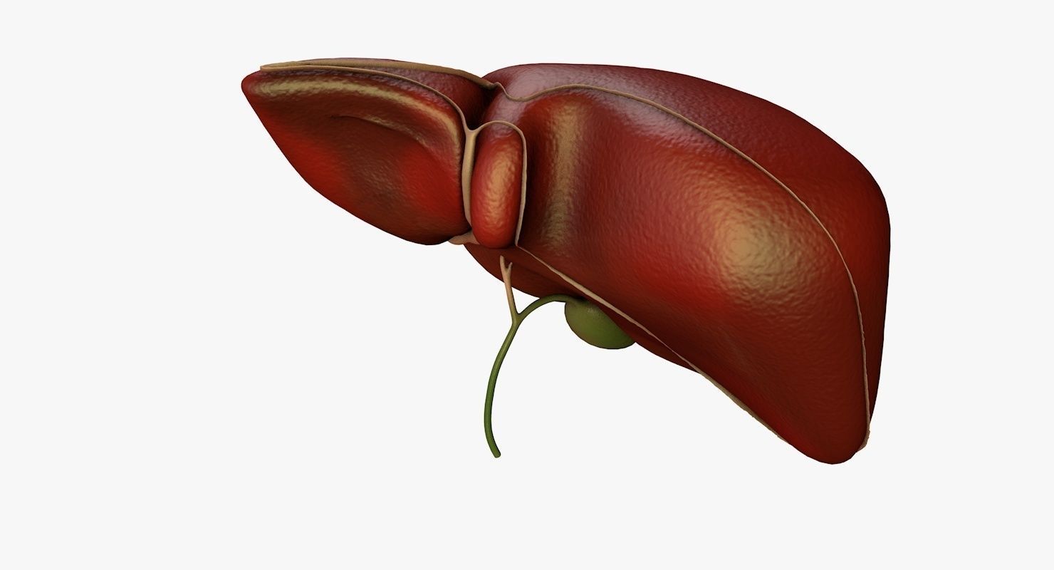 Liver and Bile Duct - Medically Accurate Hepatobiliary System 3D print model_11