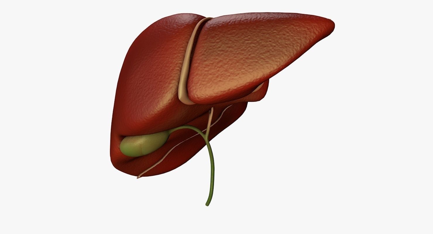 Liver and Bile Duct - Medically Accurate Hepatobiliary System 3D print model_28