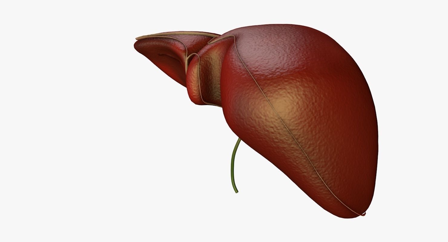 Liver and Bile Duct - Medically Accurate Hepatobiliary System 3D print model_8