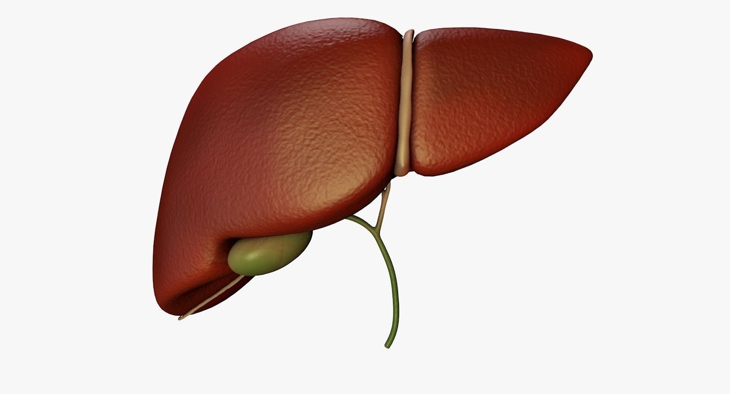 Liver and Bile Duct - Medically Accurate Hepatobiliary System 3D print model_45