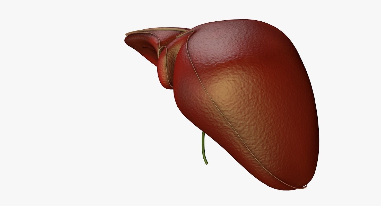 Liver and Bile Duct - Medically Accurate Hepatobiliary System 3D print model_37