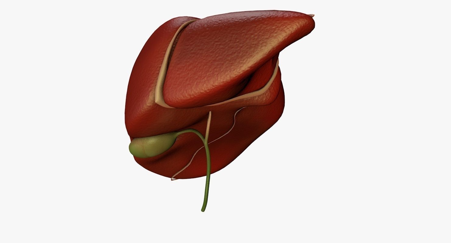 Liver and Bile Duct - Medically Accurate Hepatobiliary System 3D print model_16