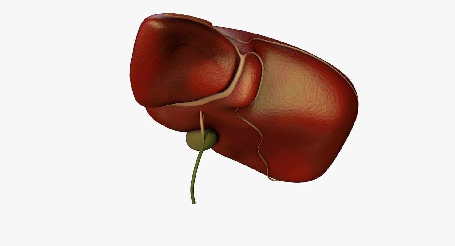 Liver and Bile Duct - Medically Accurate Hepatobiliary System 3D print model_12