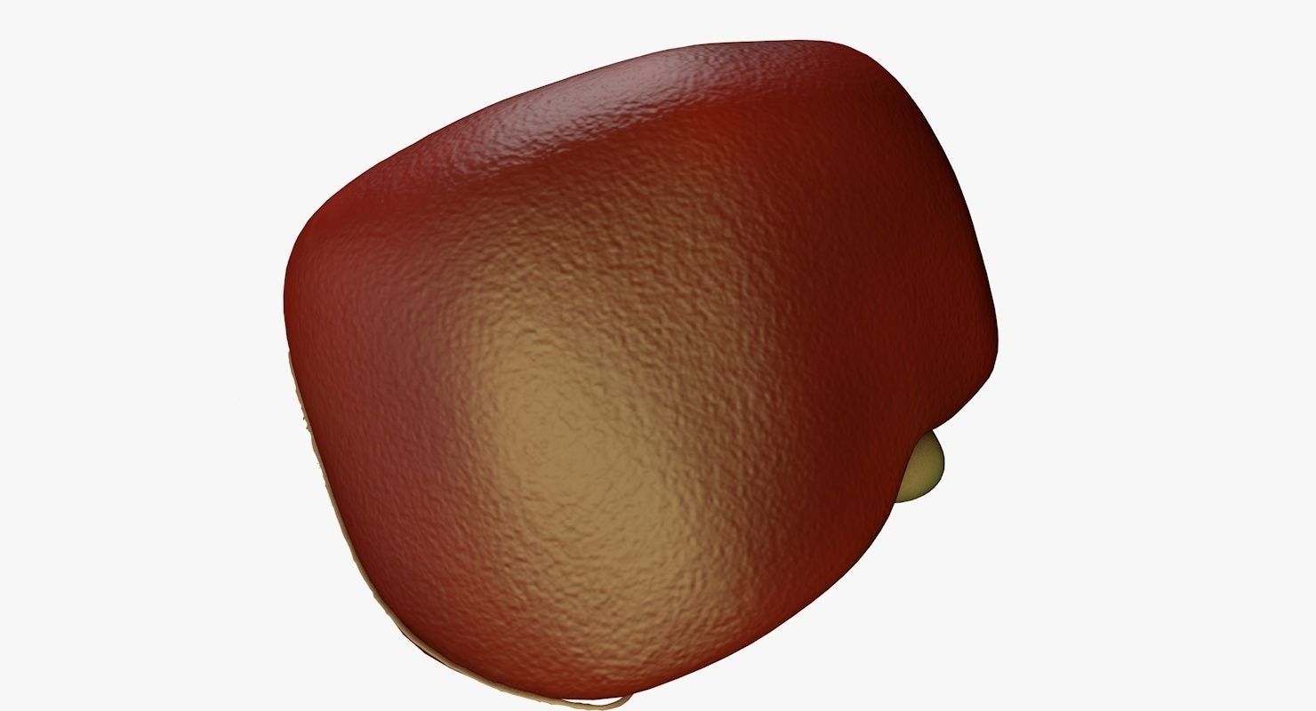 Liver and Bile Duct - Medically Accurate Hepatobiliary System 3D print model_34
