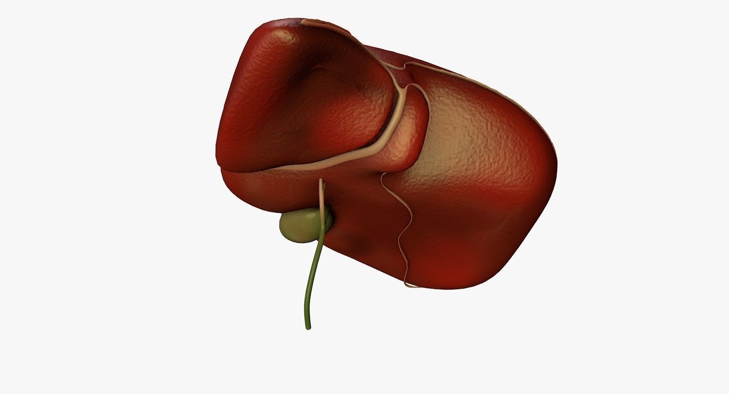 Liver and Bile Duct - Medically Accurate Hepatobiliary System 3D print model_7
