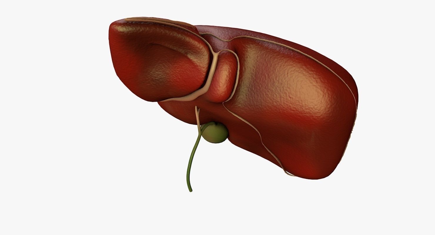 Liver and Bile Duct - Medically Accurate Hepatobiliary System 3D print model_41