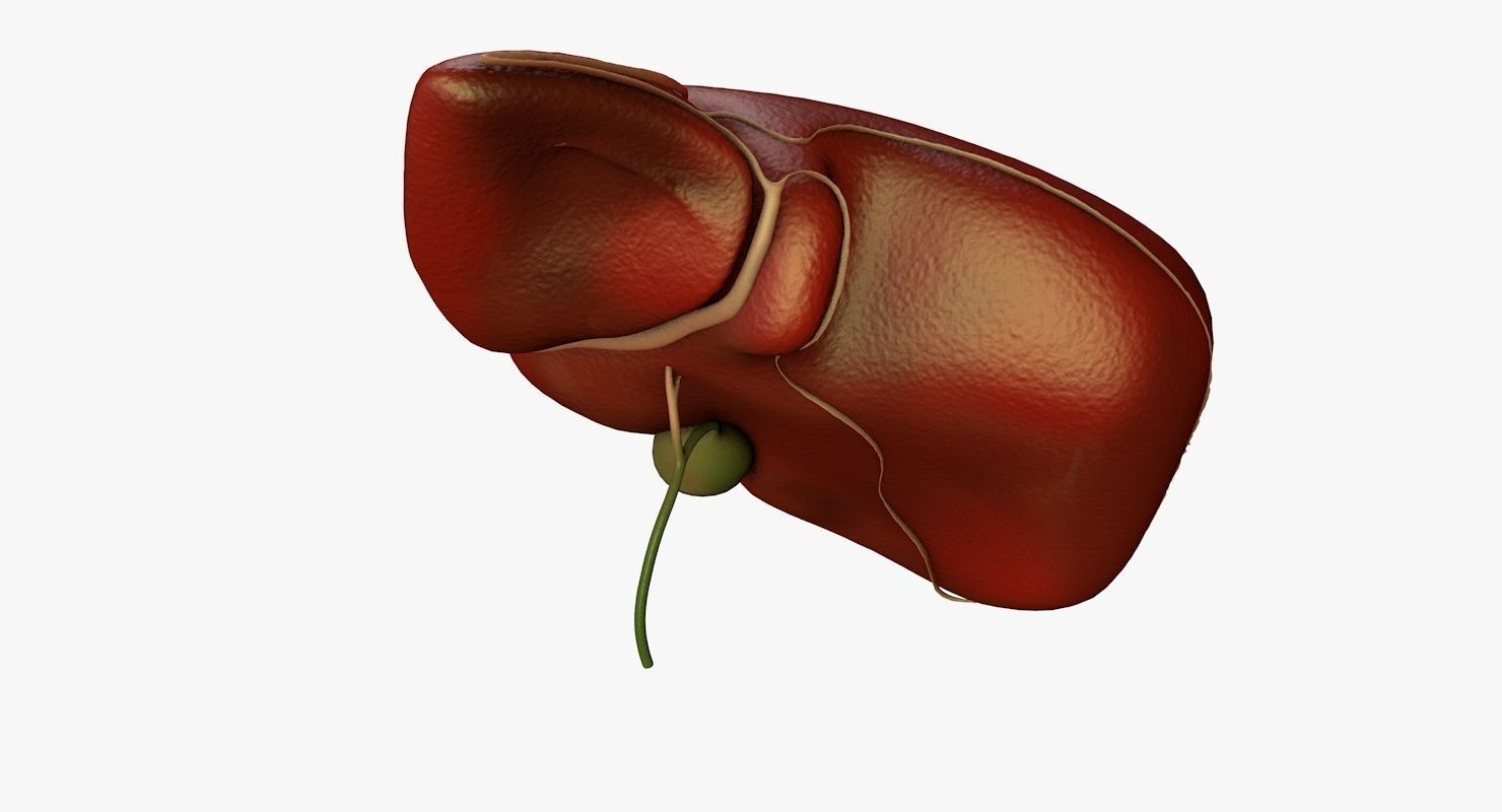 Liver and Bile Duct - Medically Accurate Hepatobiliary System 3D print model_43