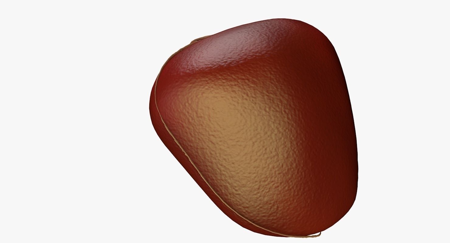 Liver and Bile Duct - Medically Accurate Hepatobiliary System 3D print model_33